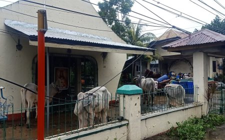 KITAEN| Tapnu masalbar dagiti taraken a baka dagiti mannalon ti Brgy. Gongogong, San Ildefonso, Ilocos Sur pansamantala nga inyapon da iti sango ti kapilya ti Brgy.