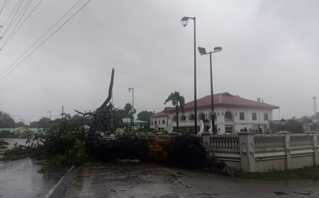 KITAEN| Natwang daytoy a dakkel a kayo ti accacia iti asideg ti munisipyo ti ili a Magsingal gapu ti pigsa ti angin nga ipapaay ni Bagyo Egay.