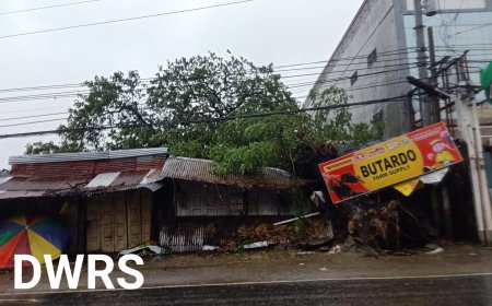 KITAEN| Maysa a pagtagilakoan ti farm supply natupakan ti nabual a puon ti accacia idiay Sto Domingo sango ti public market.