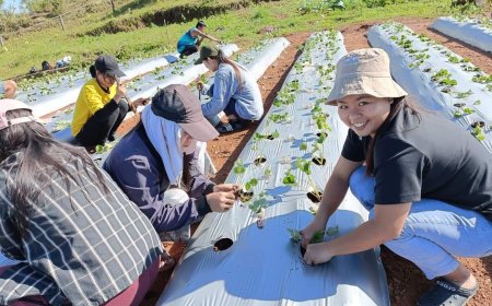 Kitaen ti napasamak nga Strawberry Planting ti ili a Suyo!