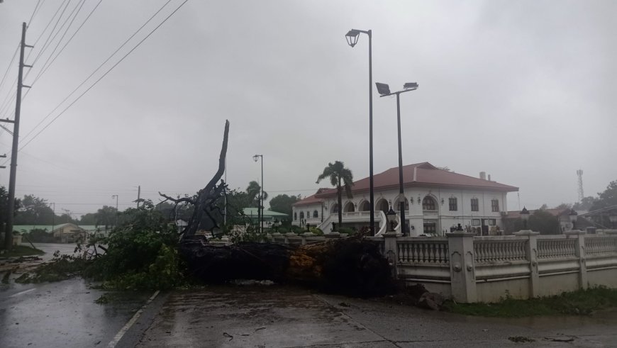 KITAEN| Natwang daytoy a dakkel a kayo ti accacia iti asideg ti munisipyo ti ili a Magsingal gapu ti pigsa ti angin nga ipapaay ni Bagyo Egay.