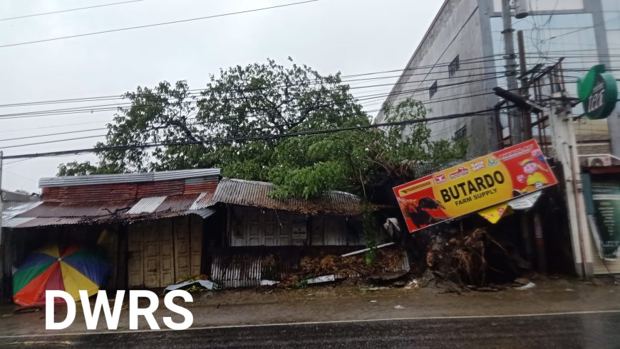 KITAEN| Maysa a pagtagilakoan ti farm supply natupakan ti nabual a puon ti accacia idiay Sto Domingo sango ti public market.