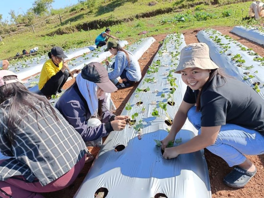 Kitaen ti napasamak nga Strawberry Planting ti ili a Suyo!